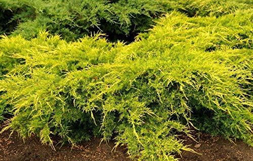 SARI ARDIÇ FİDANI 20 ADET - Juniperus Horizontalis Lime Glow