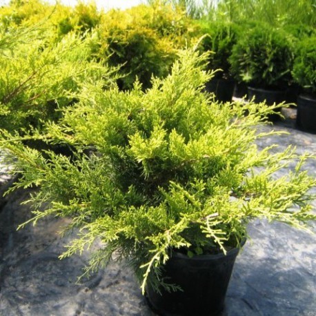 SARI ARDIÇ FİDANI 20 ADET - Juniperus Horizontalis Lime Glow