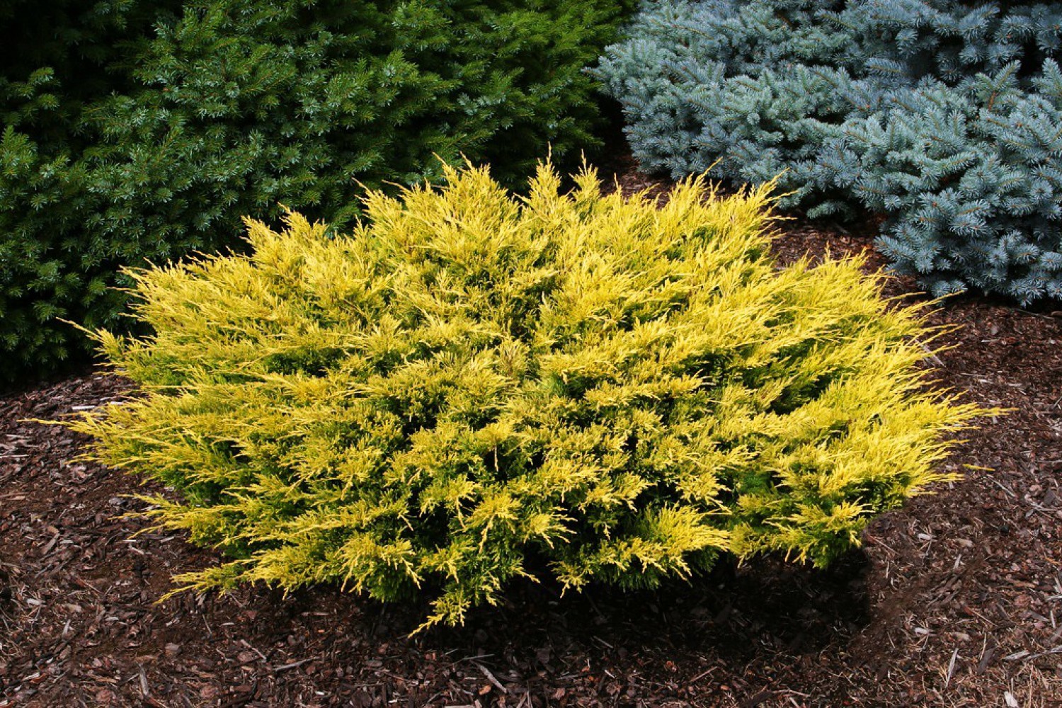 SARI ARDIÇ FİDANI 20 ADET - Juniperus Horizontalis Lime Glow