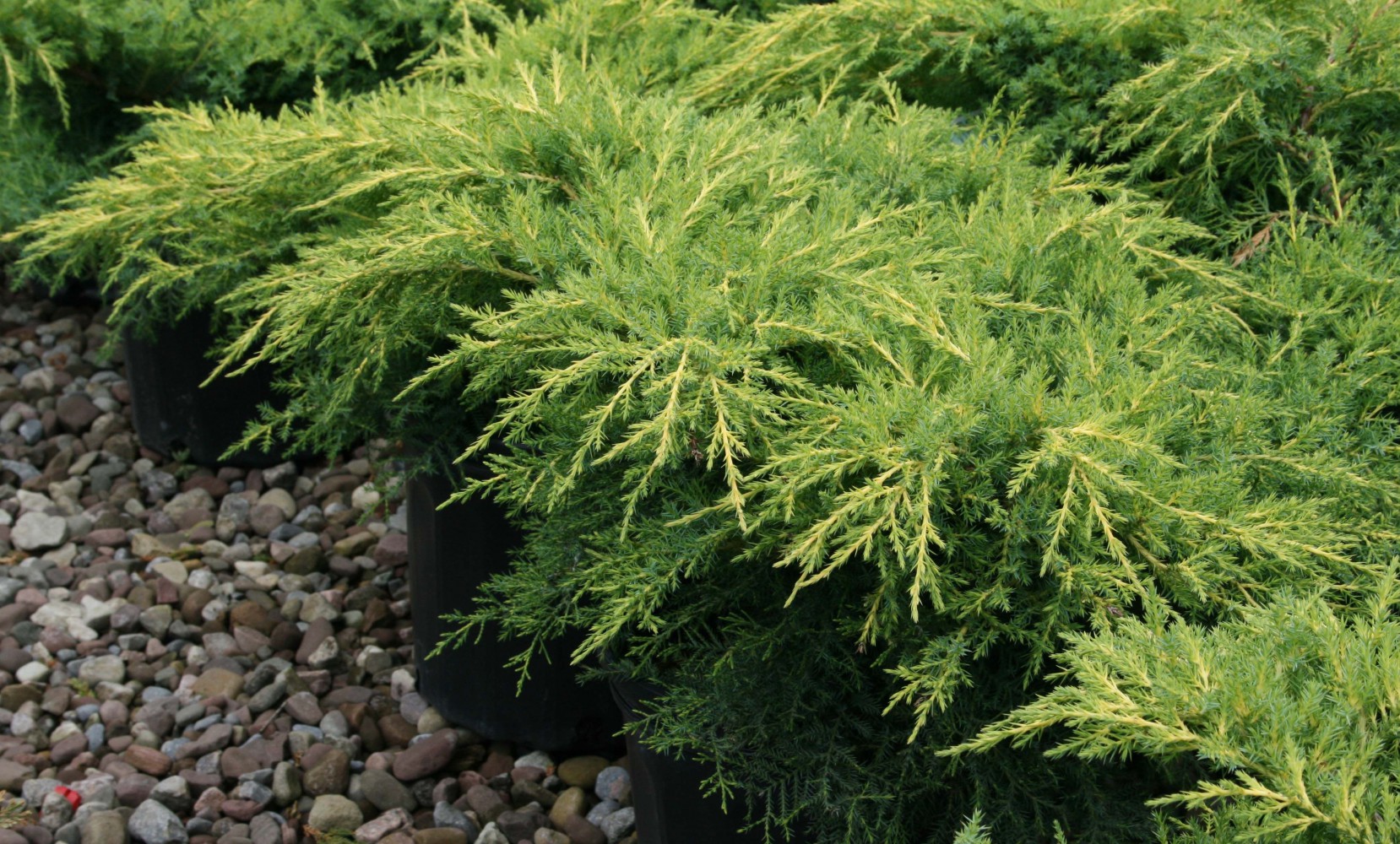 SARI ARDIÇ FİDANI 20 ADET - Juniperus Horizontalis Lime Glow