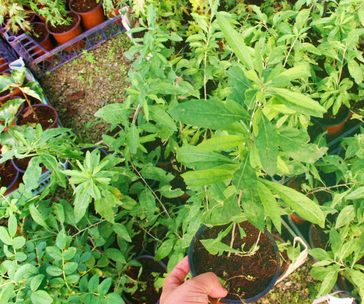 SARI GOJİ BERRY FİDANI 10 ADET