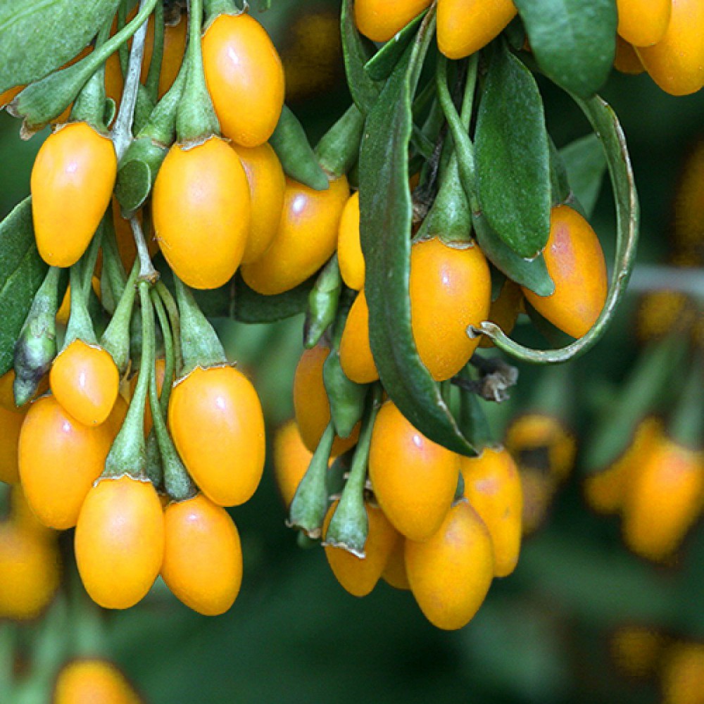 SARI GOJİ BERRY FİDANI 2 ADET