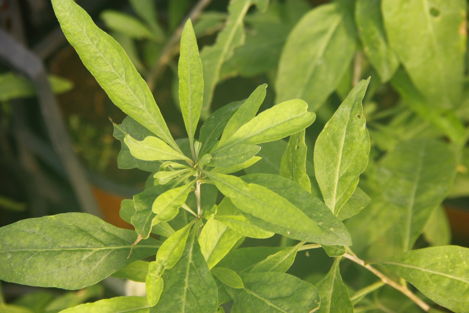 SARI GOJİ BERRY FİDANI 2 ADET