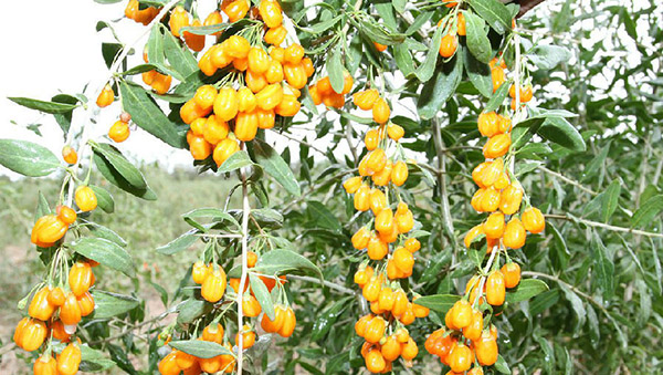 SARI GOJİ BERRY FİDANI