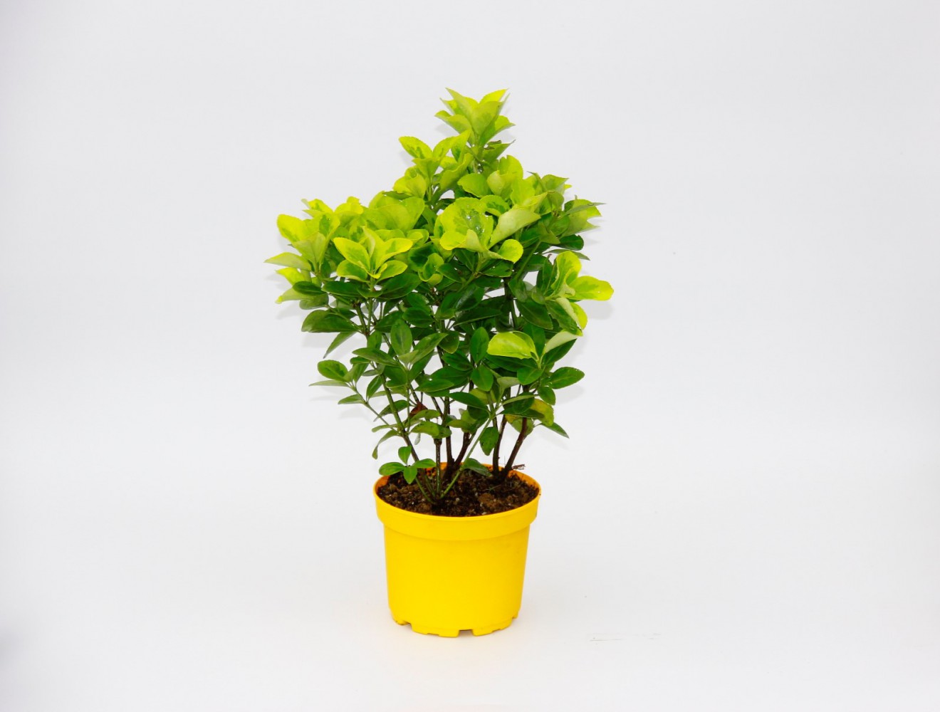 SARI GOLD TAFLAN EUONYMUS 5 ADET - SARI SAKSIDA HEDİYELİK