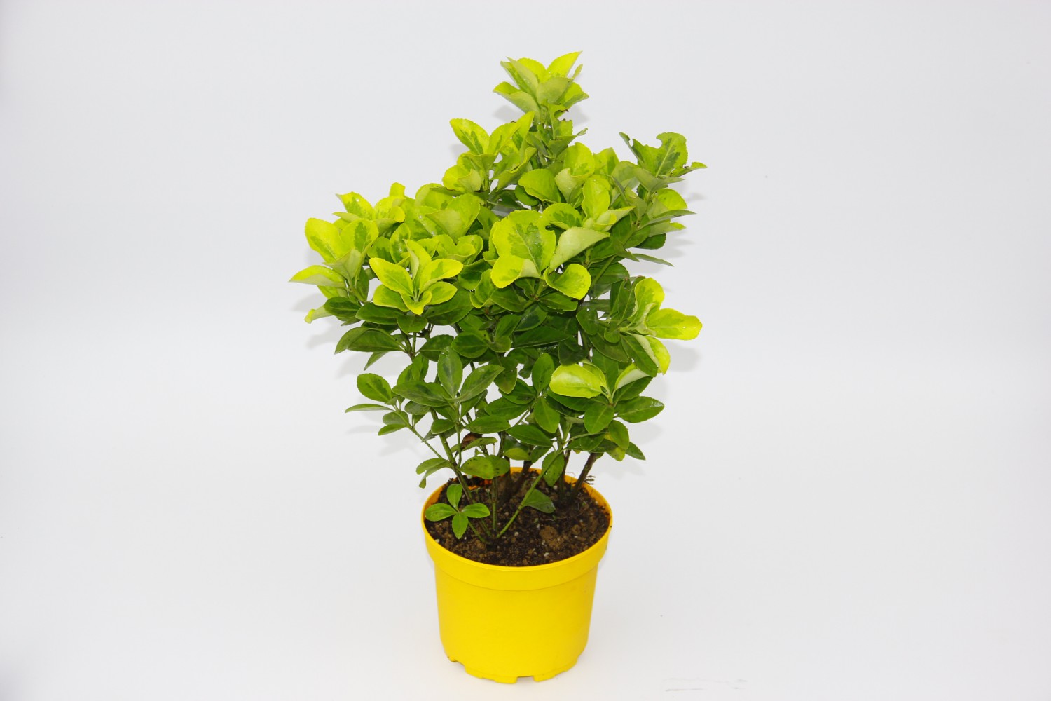 SARI GOLD TAFLAN EUONYMUS - SARI SAKSIDA HEDİYELİK