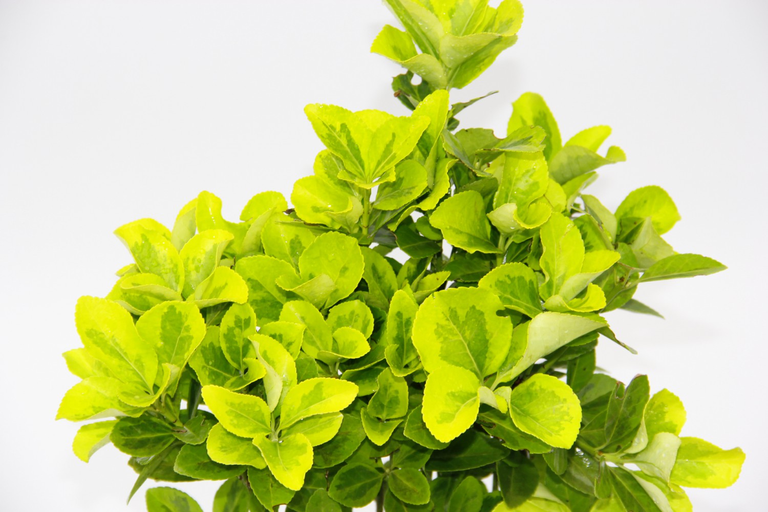 SARI GOLD TAFLAN EUONYMUS - SARI SAKSIDA HEDİYELİK