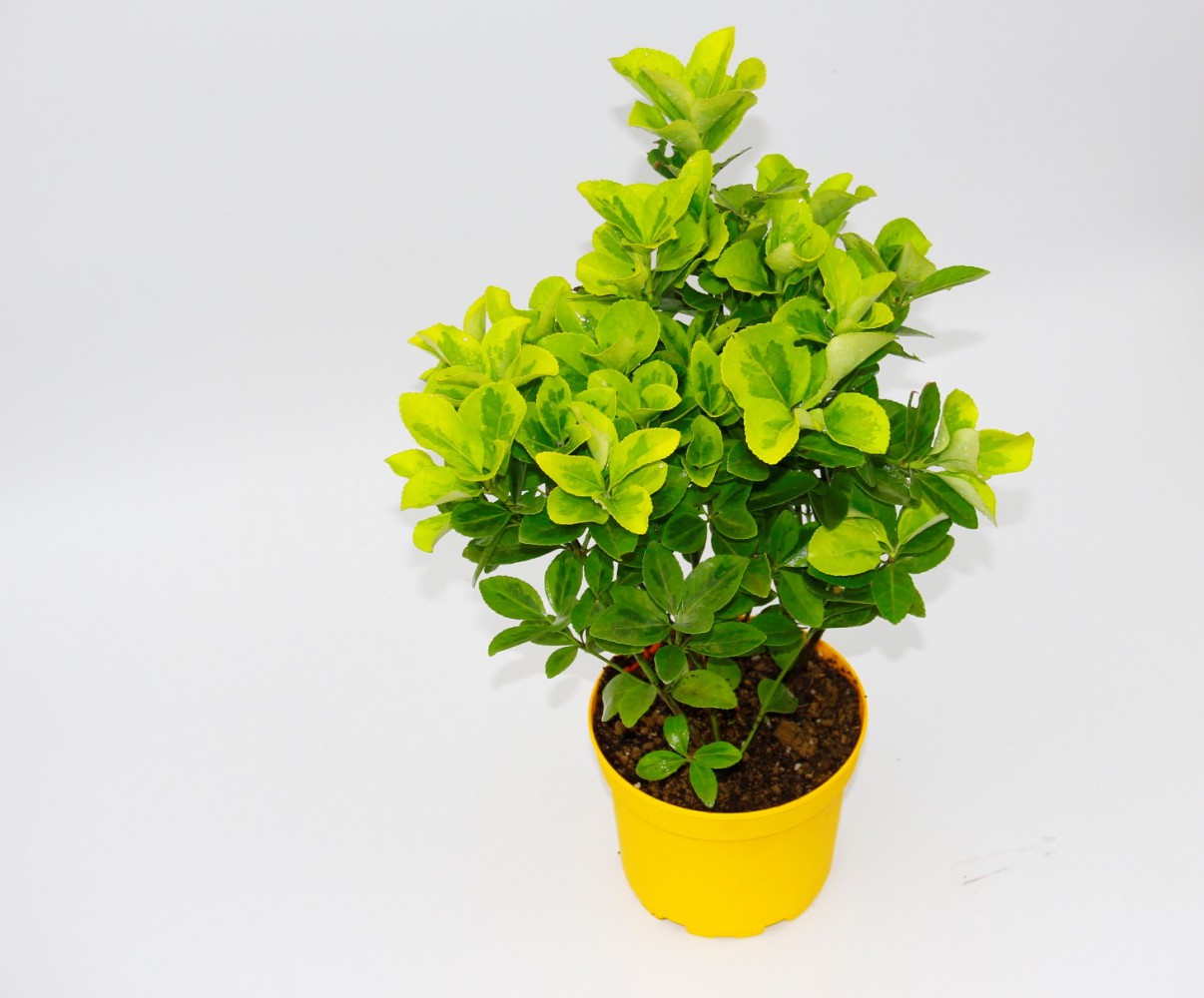 SARI GOLD TAFLAN EUONYMUS - SARI SAKSIDA HEDİYELİK