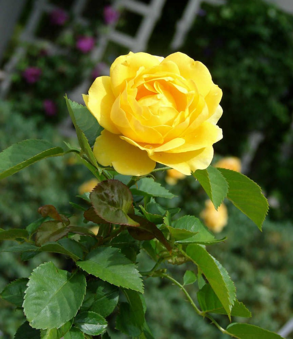 SARI GÜL FİDANI 10 ADET - YEDİVEREN SAKSILI GÜL