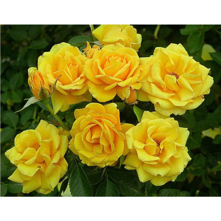 SARI GÜL FİDANI 20 ADET - YEDİVEREN SAKSILI GÜL