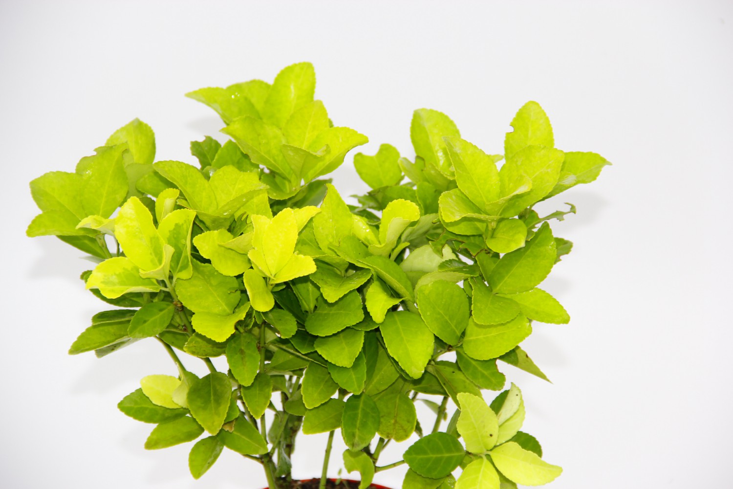 SARI KIRMIZI GOLD TAFLAN EUONYMUS 2 ADET - HEDİYELİK