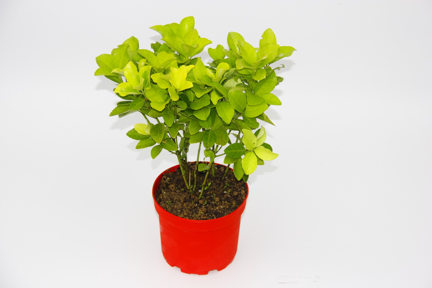 SARI KIRMIZI GOLD TAFLAN EUONYMUS 3 ADET - HEDİYELİK