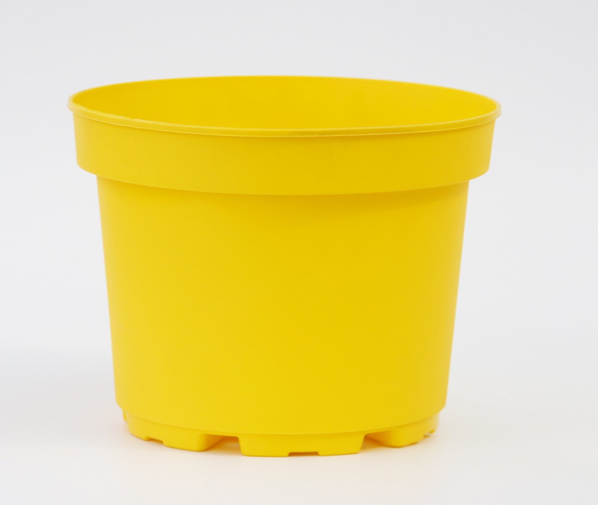 SARI LİMON SAKSISI ( 1.5 Litre )