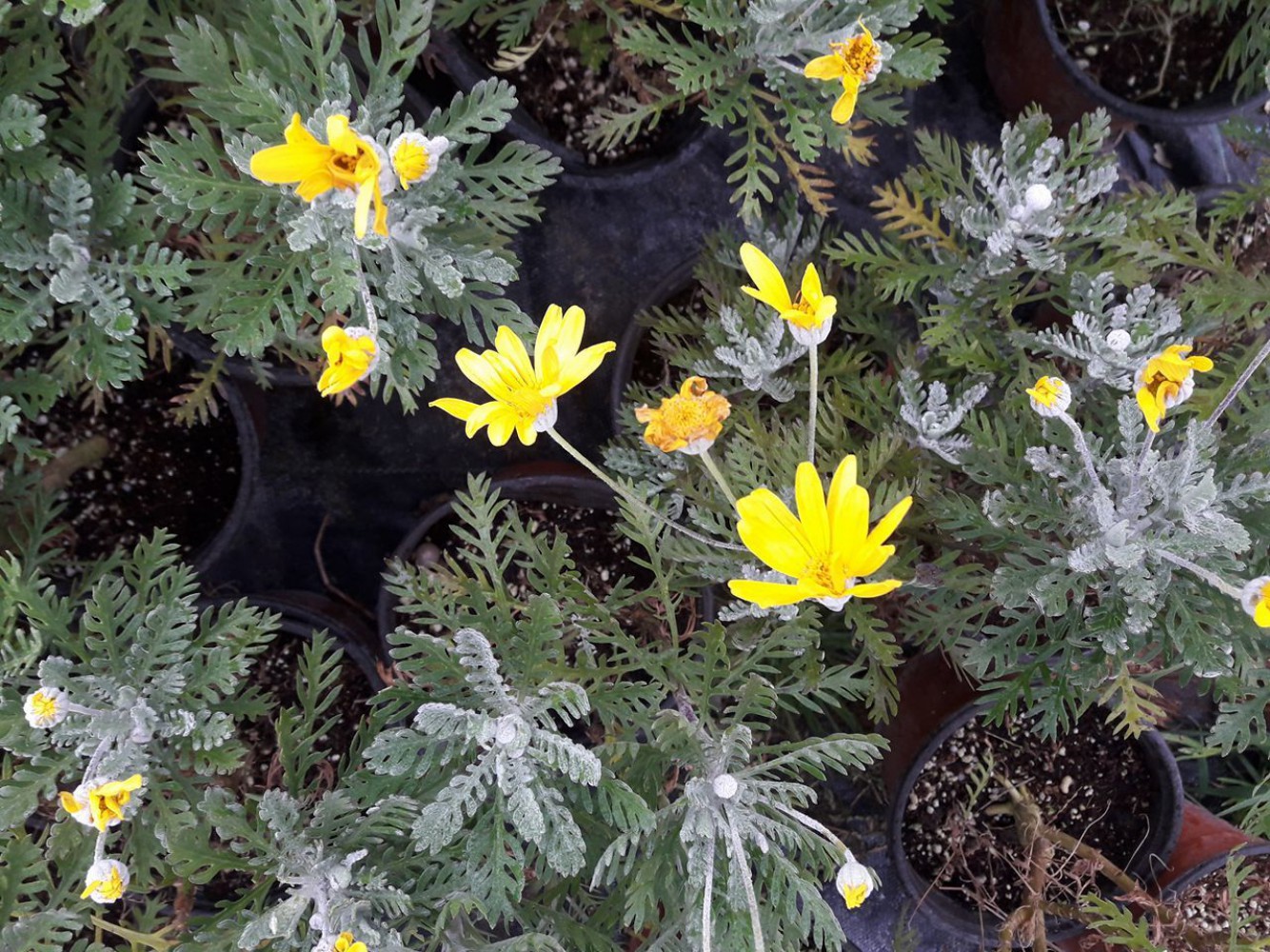 SARI PAPATYA EURYOPS 10 ADET - ÇOK YILLIK DIŞ MEKAN ÇİÇEĞİ