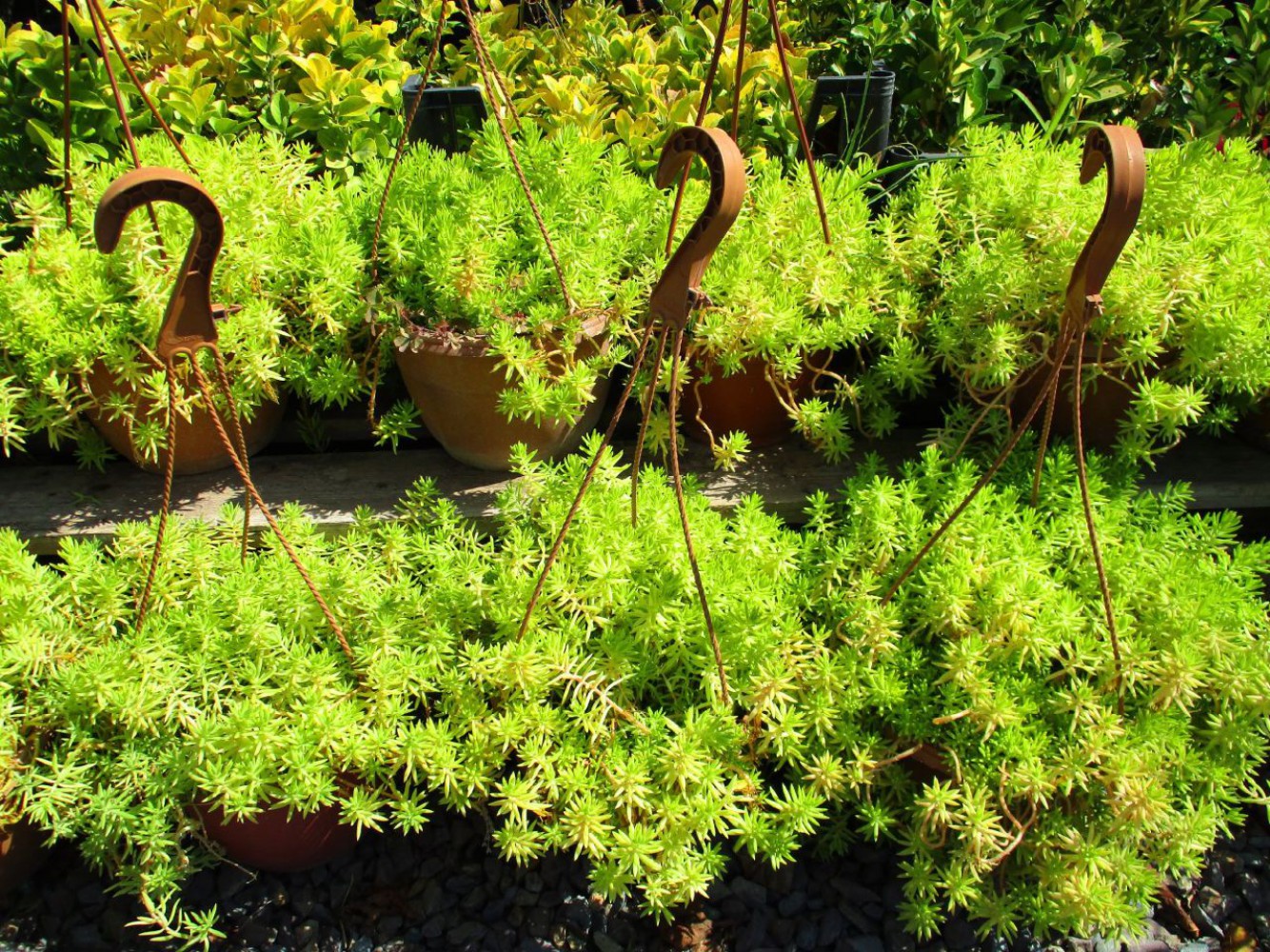 SARI SEDUM 1 ADET - ASKILI DEKORATİF SAKSIDA - HEDİYELİK SARI SEDUM 1 ADET - ASKILI DEKORATİF SAKSIDA - HEDİYELİK