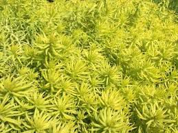 SARI SEDUM 45 ADET - YER ÖRTÜCÜ ÇOK YILLIK BİTKİ