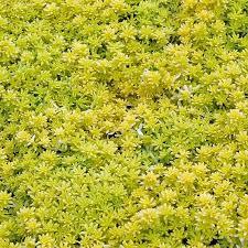 SARI SEDUM 90 ADET - YER ÖRTÜCÜ ÇOK YILLIK BİTKİ