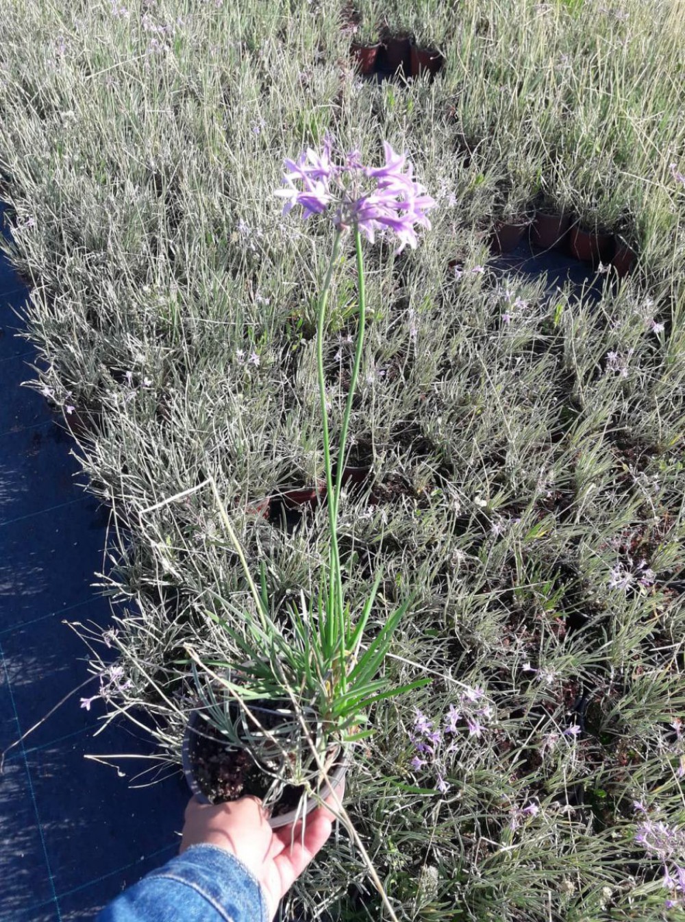 SARIMSAK ÇİÇEĞİ 50 ADET