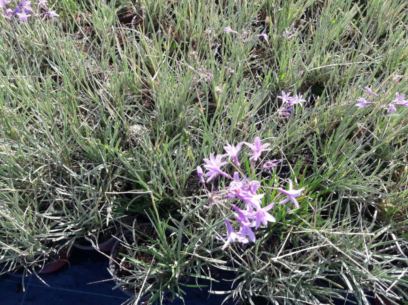 SARIMSAK ÇİÇEĞİ 50 ADET