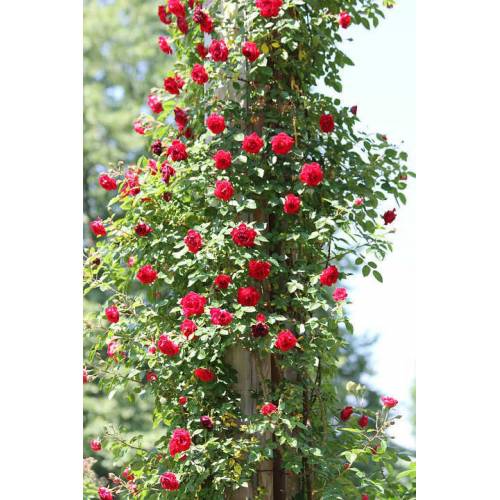 SARMAŞIK GÜL 3 ADET 3 RENK (Kırmızı-Beyaz-Pembe)