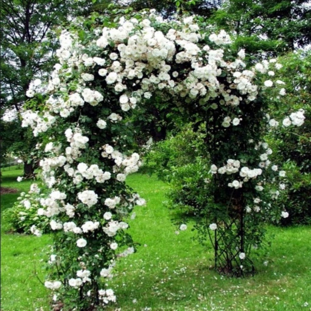 SARMAŞIK GÜL BEYAZ RENK 3 ADET