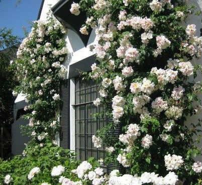 SARMAŞIK GÜL BEYAZ RENK 3 ADET