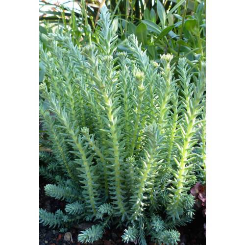SEDUM REFLEXUM 135 ADET - TERARYUM İÇİN SUKULENT BİTKİ