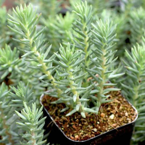 SEDUM REFLEXUM 135 ADET - TERARYUM İÇİN SUKULENT BİTKİ