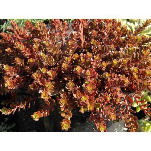 SEDUM VODOO 90 ADET - KIRMIZI YER ÖRTÜCÜ, SUKULENT TERARYUM BİTKİ