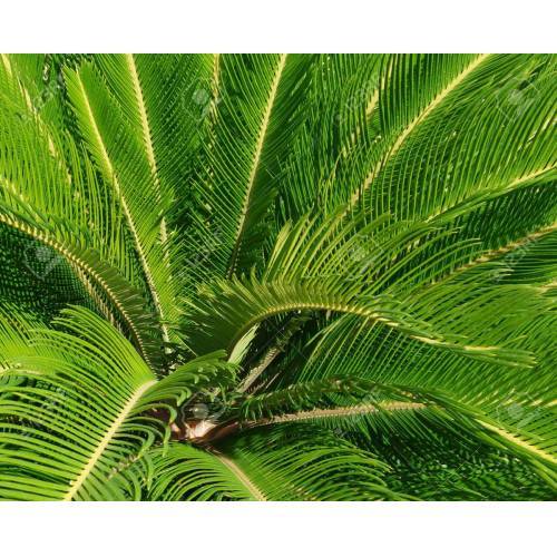 SİKAS SAGO PALMİYESİ 60-80 CM