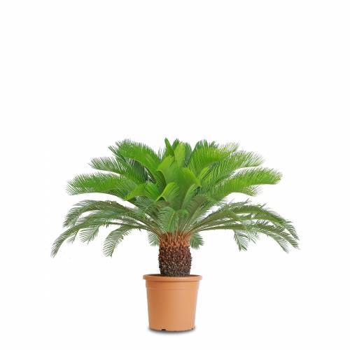 SİKAS SAGO PALMİYESİ 80-100 CM