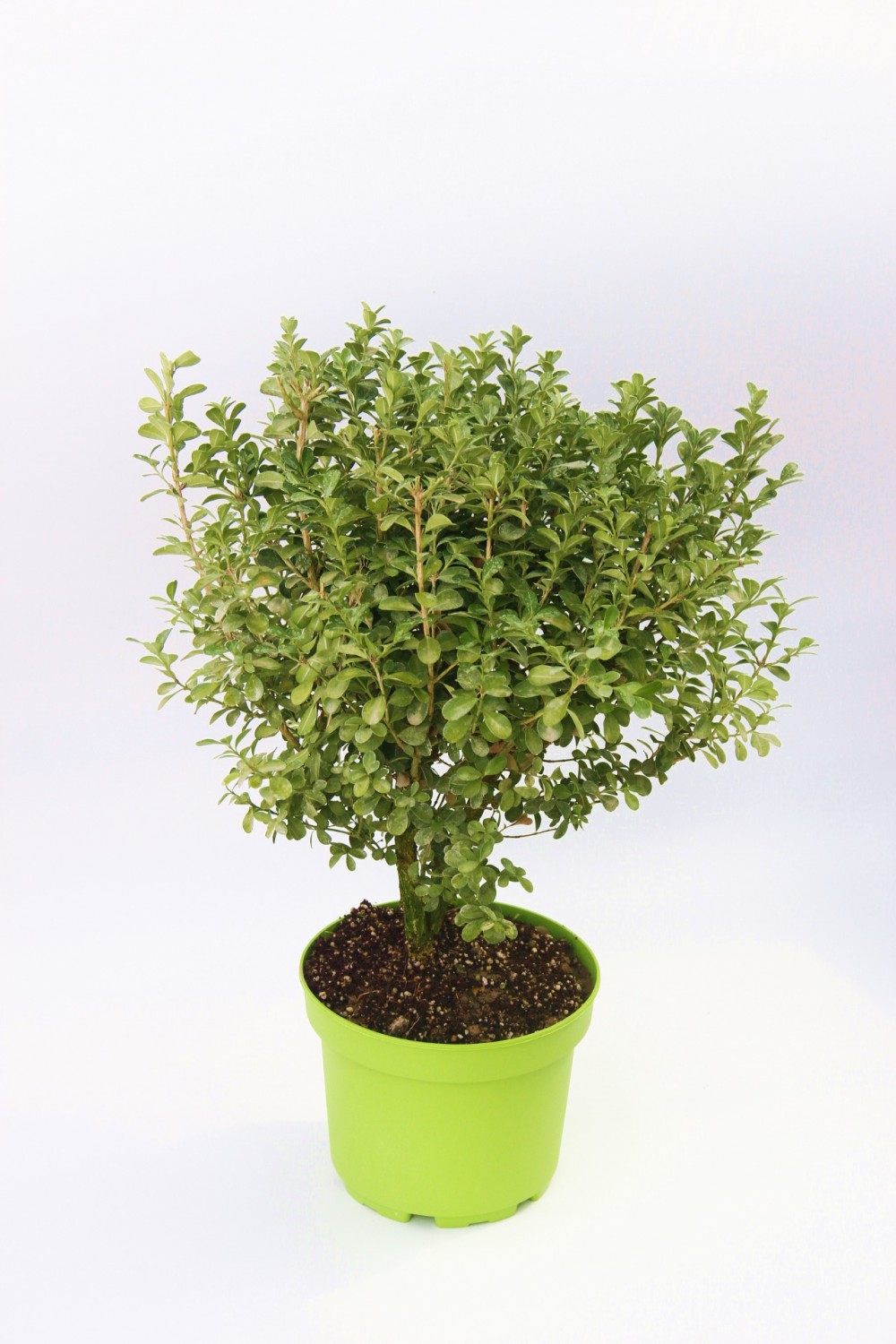 ŞİMŞİR FİDANI 3 ADET - DEKORATİF SAKSIDA HEDİYELİK