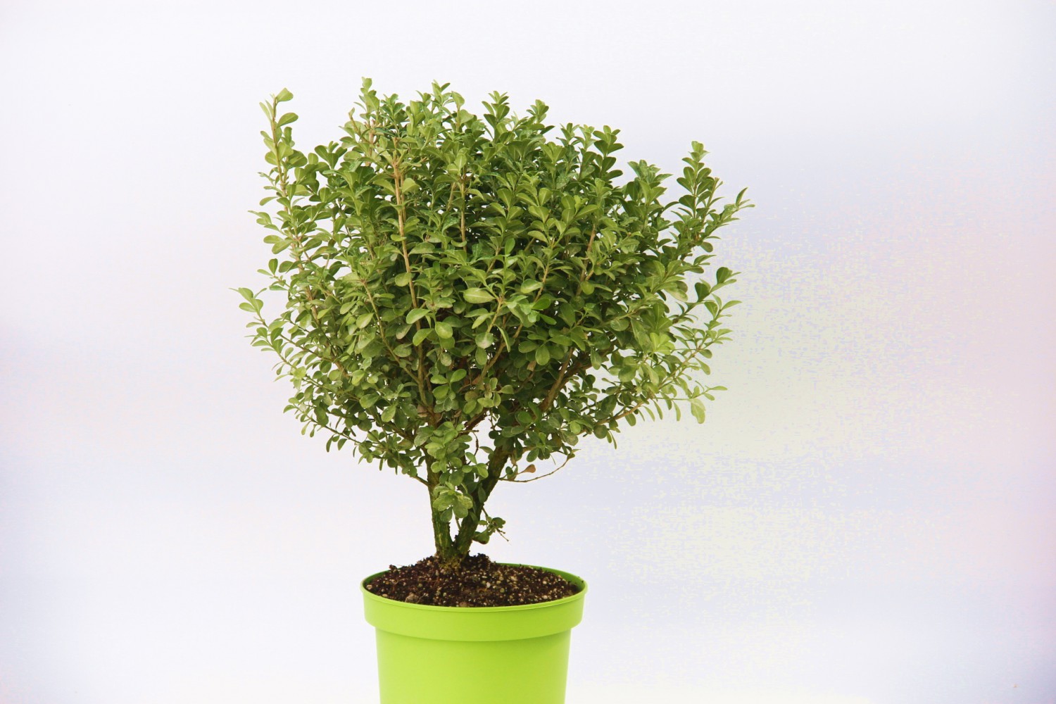 ŞİMŞİR FİDANI 3 ADET - DEKORATİF SAKSIDA HEDİYELİK