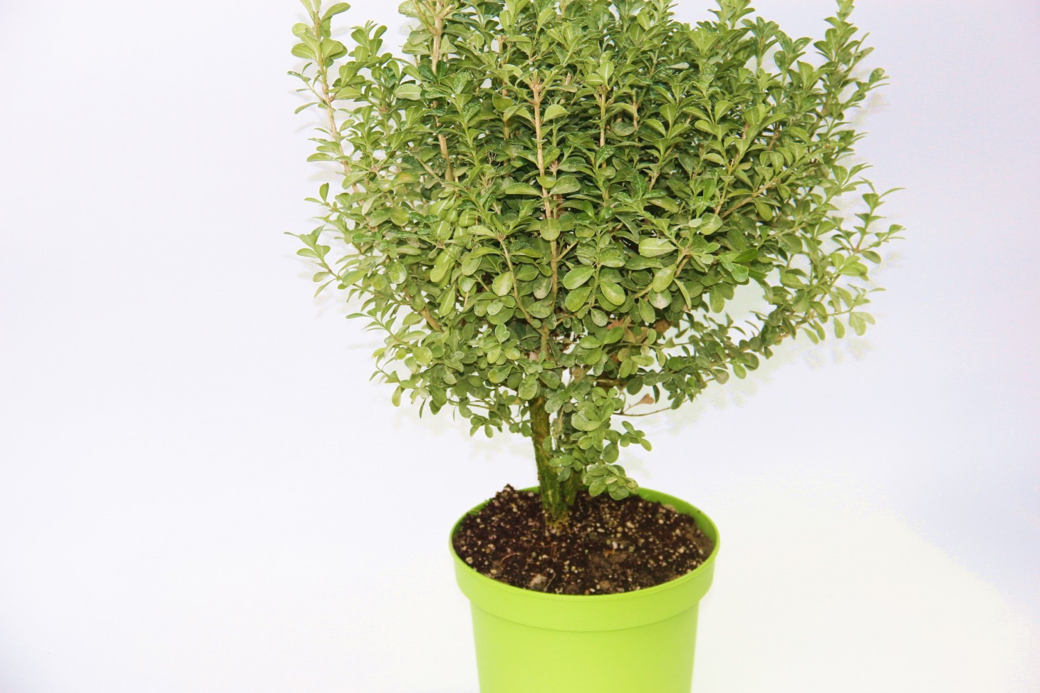 ŞİMŞİR FİDANI 3 ADET - DEKORATİF SAKSIDA HEDİYELİK