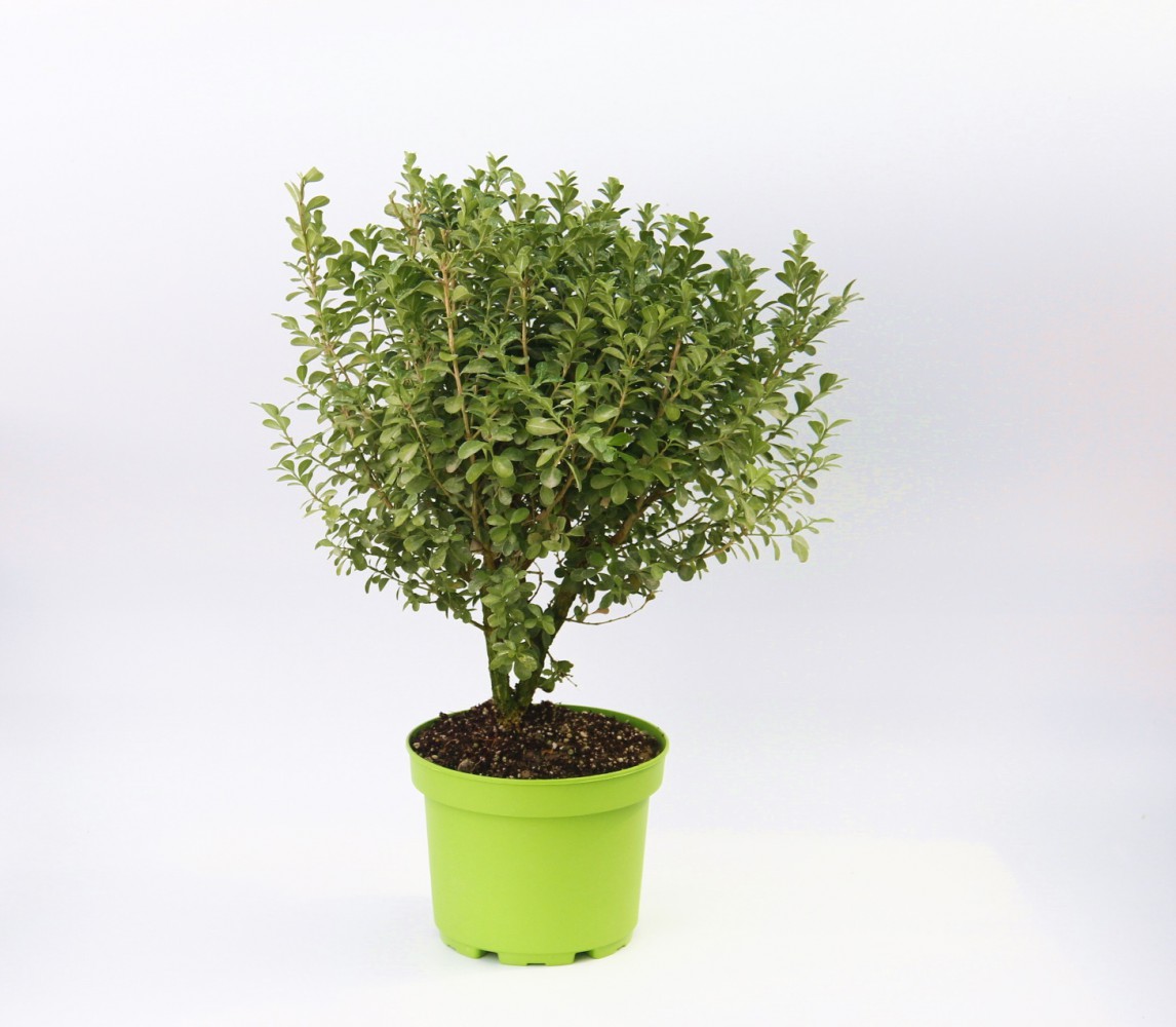 ŞİMŞİR FİDANI - DEKORATİF SAKSIDA HEDİYELİK