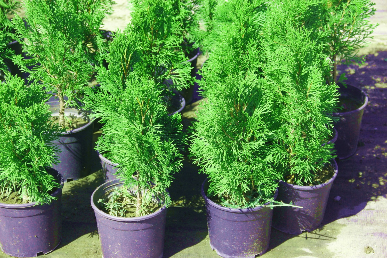 SMARAGD BATI MAZISI 20 ADET