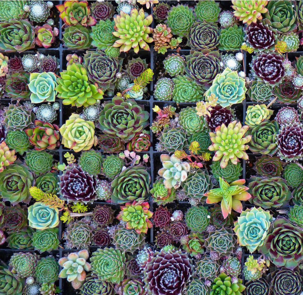 SUKULENT SETİ - 10 ADET - TERARYUM BİTKİSİ SUKULENT SETİ - 10 ADET - TERARYUM BİTKİSİ