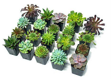 hesap esasen Takas teraryum bitkisi satın al - radiator-cooler.com