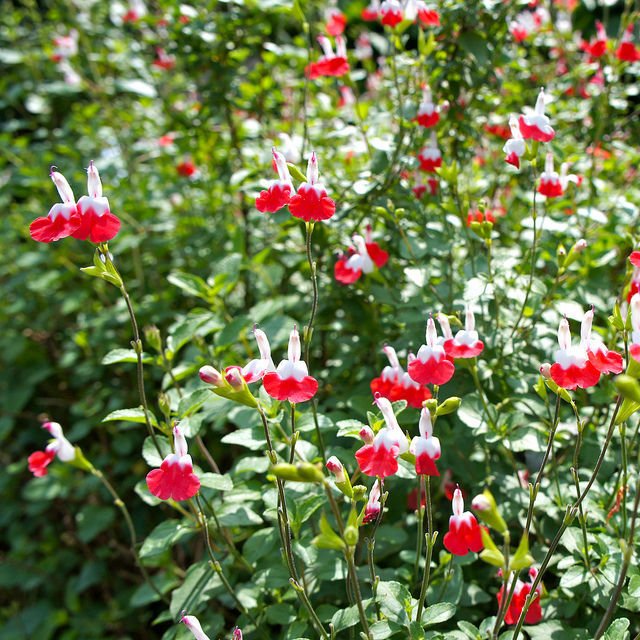 SÜS ADAÇAYI 3 ADET - Salvia Microphylla 'Hot Lips' SÜS ADAÇAYI 3 ADET - Salvia Microphylla 'Hot Lips'