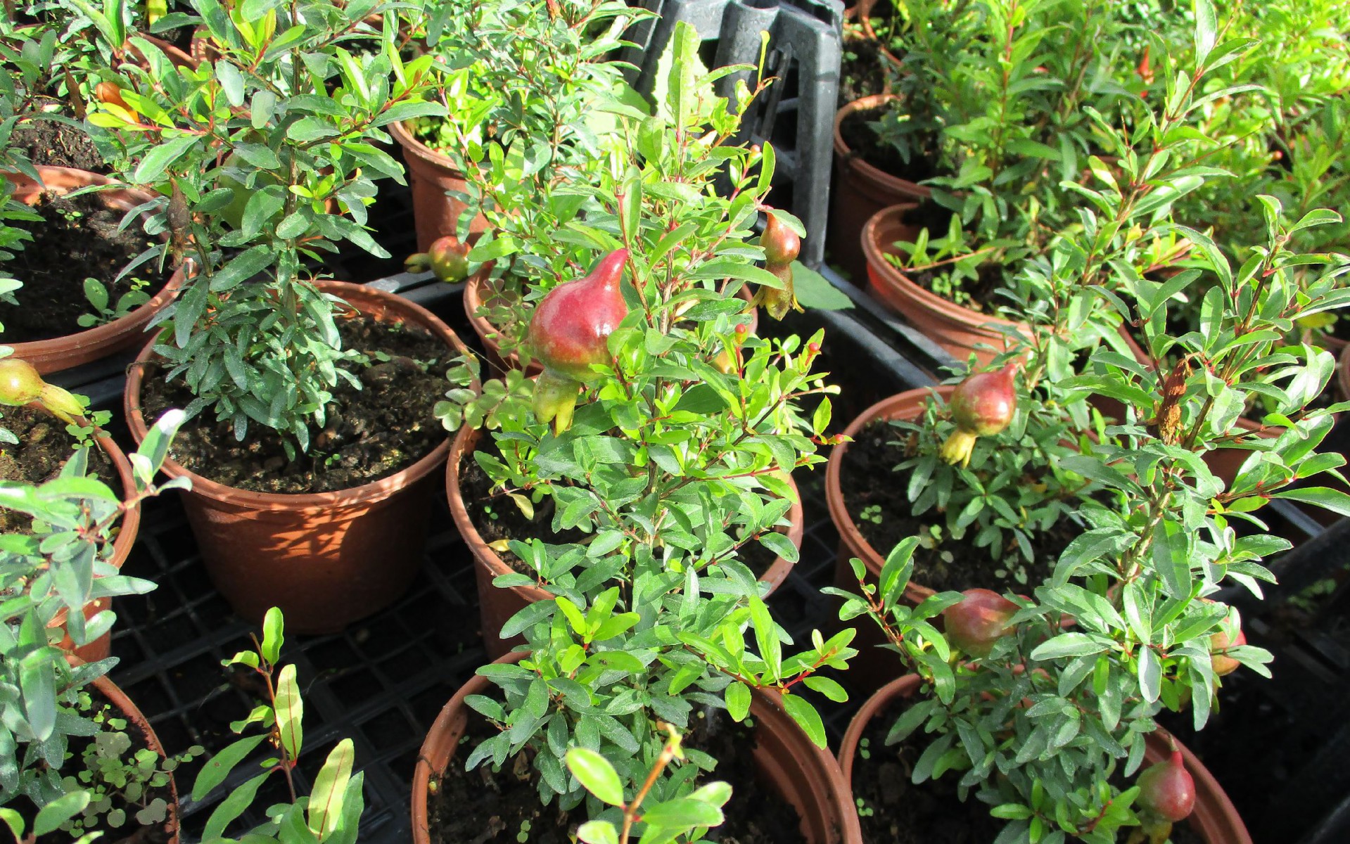 SÜS NARI PUNİCA 5 ADET