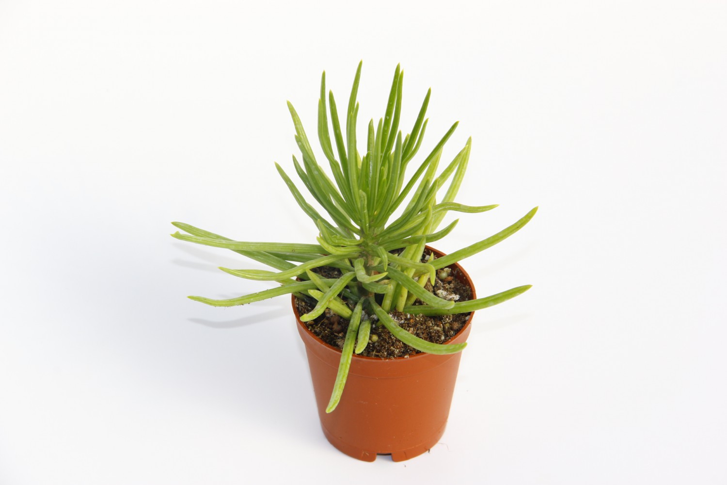 Senecio Barbertonicus Himalaya - 10 ADET SUKULENT