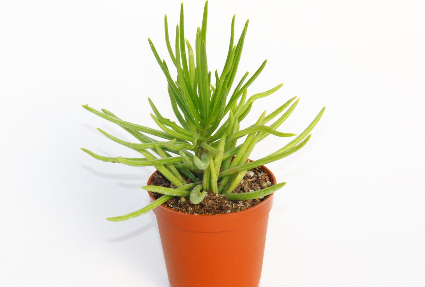 Senecio Barbertonicus Himalaya - 20 ADET SUKULENT