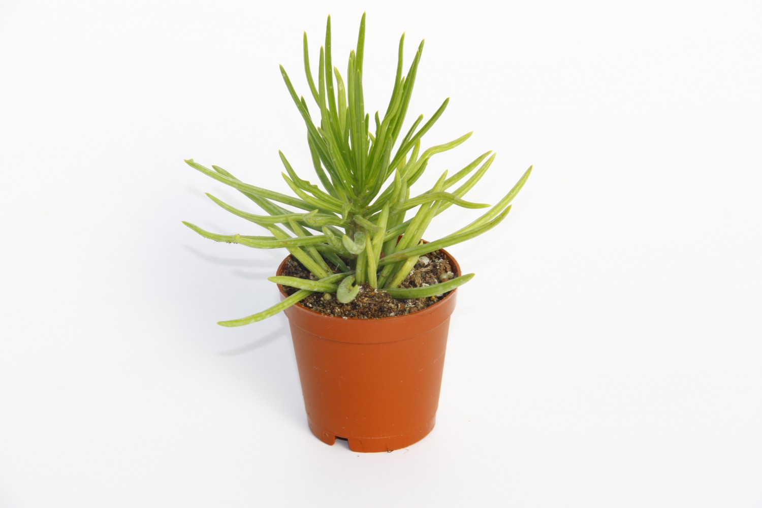 Senecio Barbertonicus Himalaya - 20 ADET SUKULENT