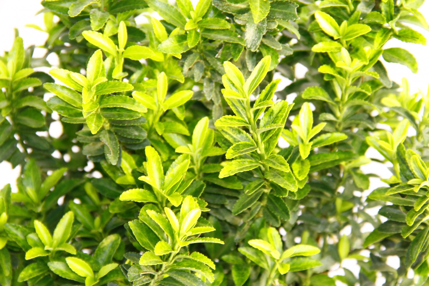 TAFLAN MİCROPHYLLUS 10 ADET - YEŞİL SAKSIDA HEDİYELİK