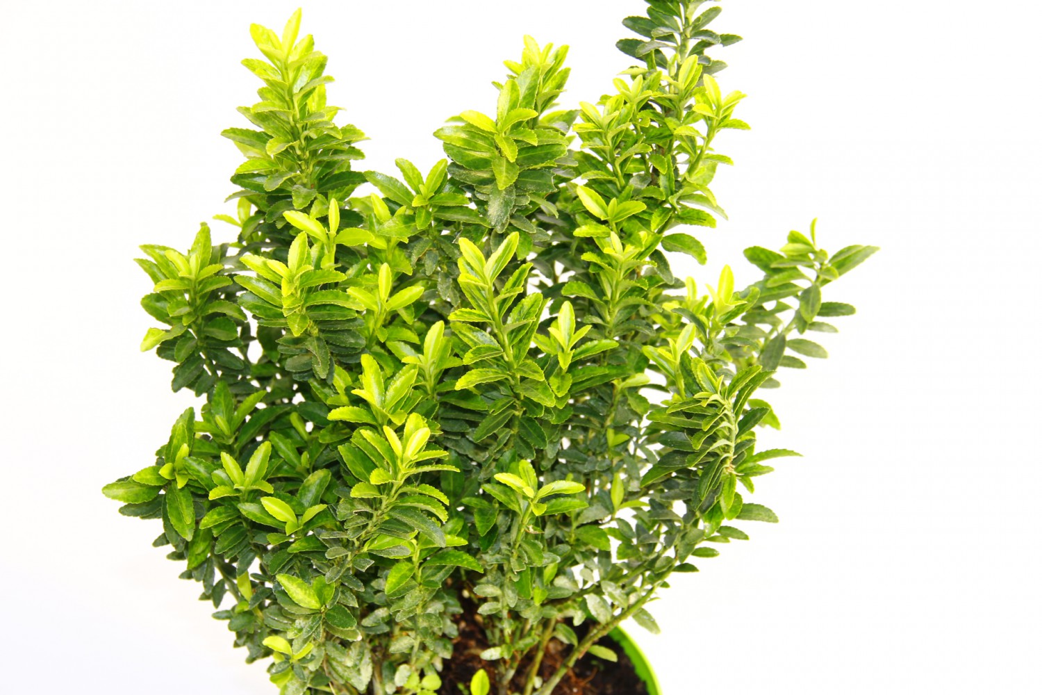 TAFLAN MİCROPHYLLUS 10 ADET - YEŞİL SAKSIDA HEDİYELİK