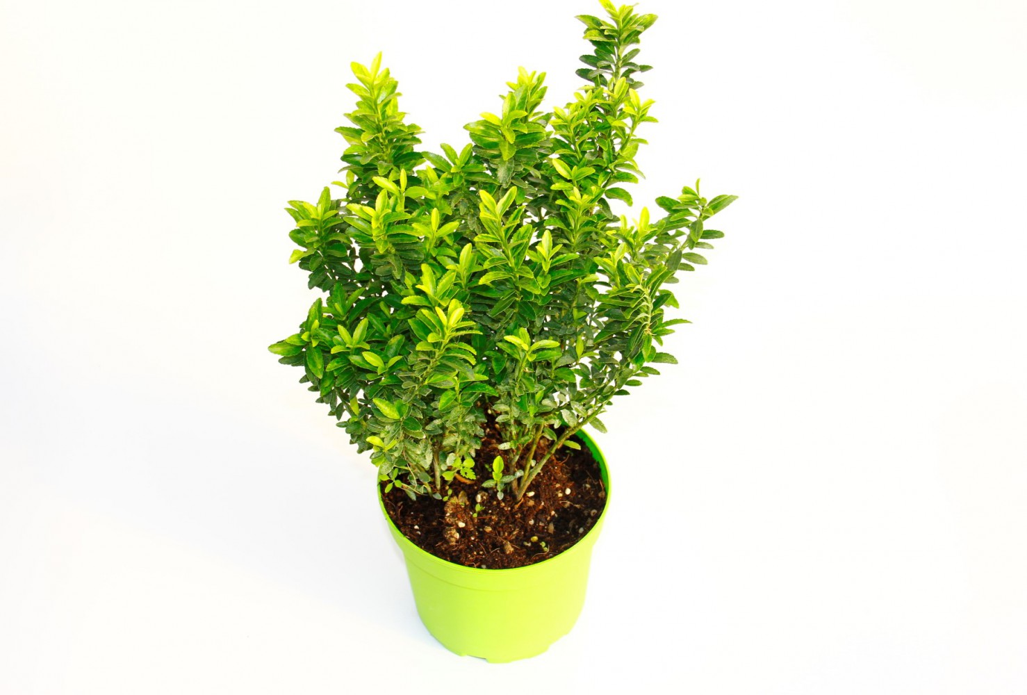 TAFLAN MİCROPHYLLUS 5 ADET - YEŞİL SAKSIDA HEDİYELİK