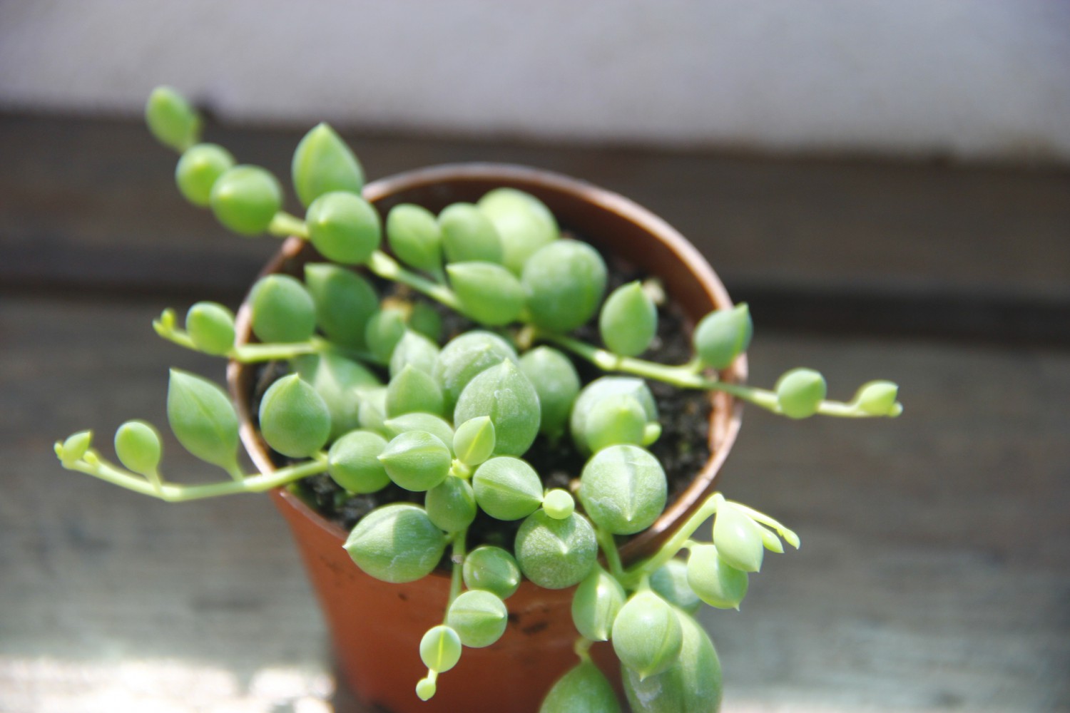 TESBİH ÇİÇEĞİ  5 ADET