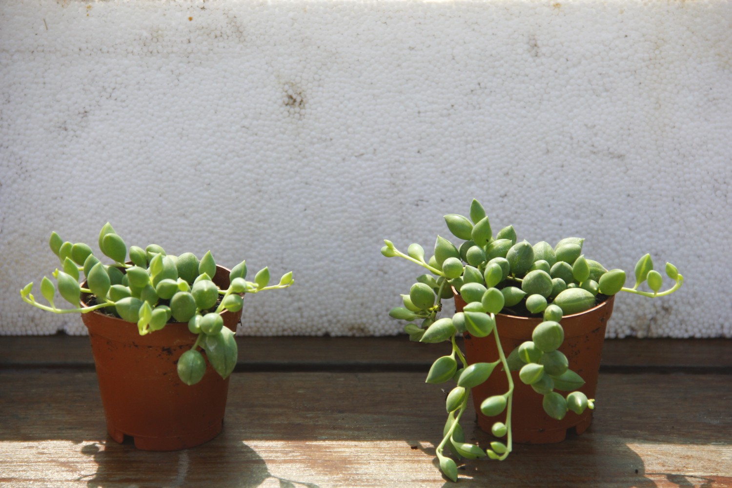 TESBİH ÇİÇEĞİ  5 ADET