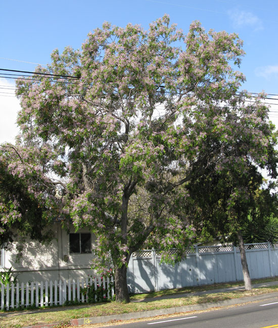 TESPİH AĞACI FİDANI - Melia Azedarach