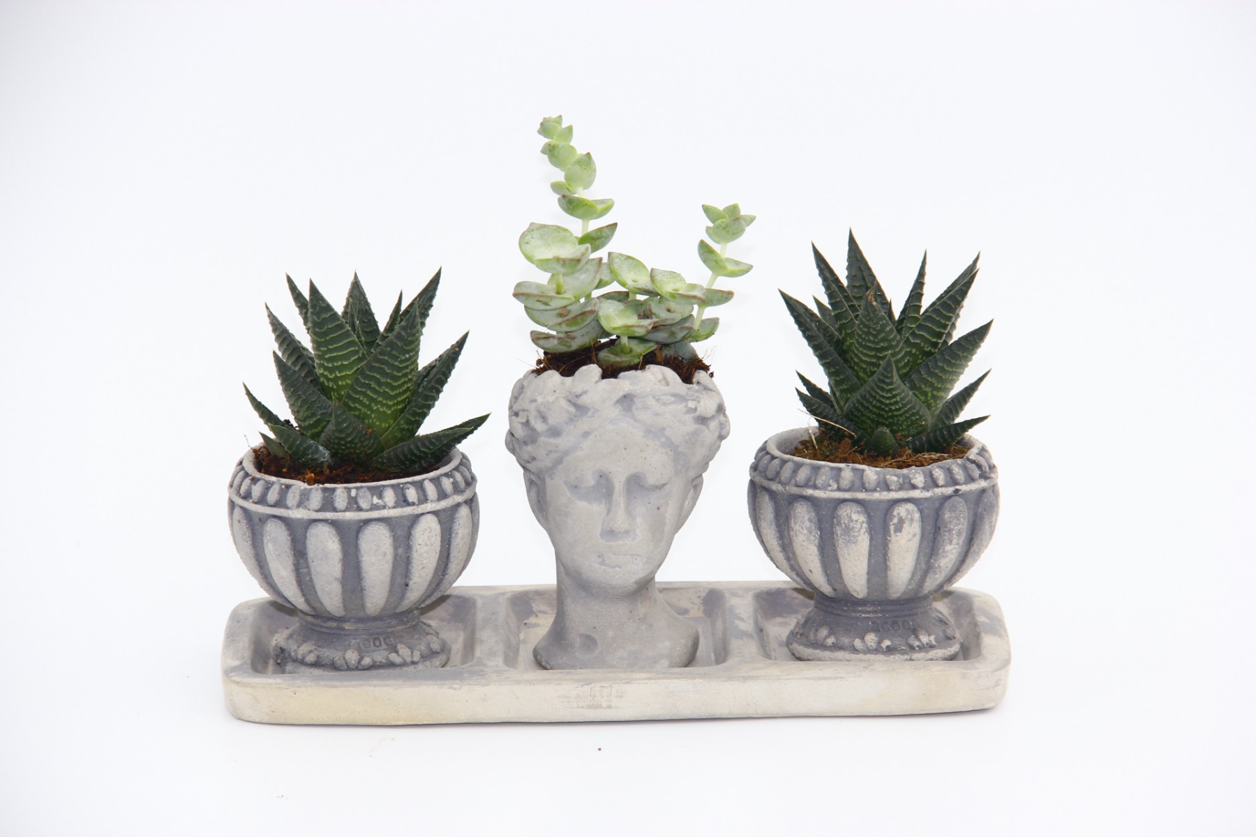 TRİO HELEN GRİ SUKULENT SETİ - Haworthia Limifolia, Crassula